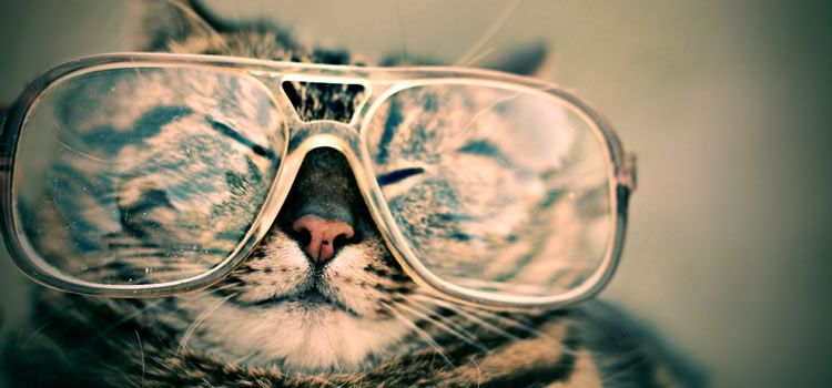 cat wearing large glasses