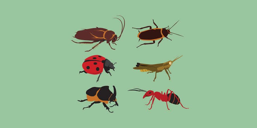 Various Insects Illustration Templates spring pastel vector template