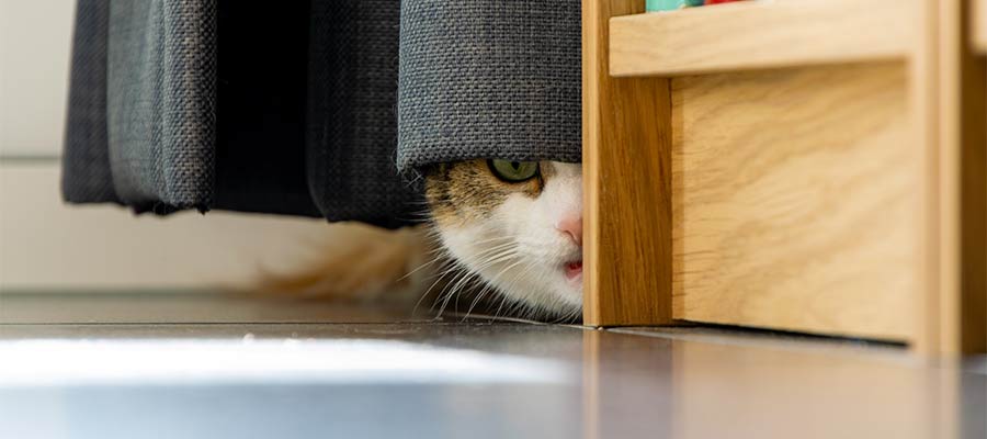 A cat peeks out from behind a curtain.