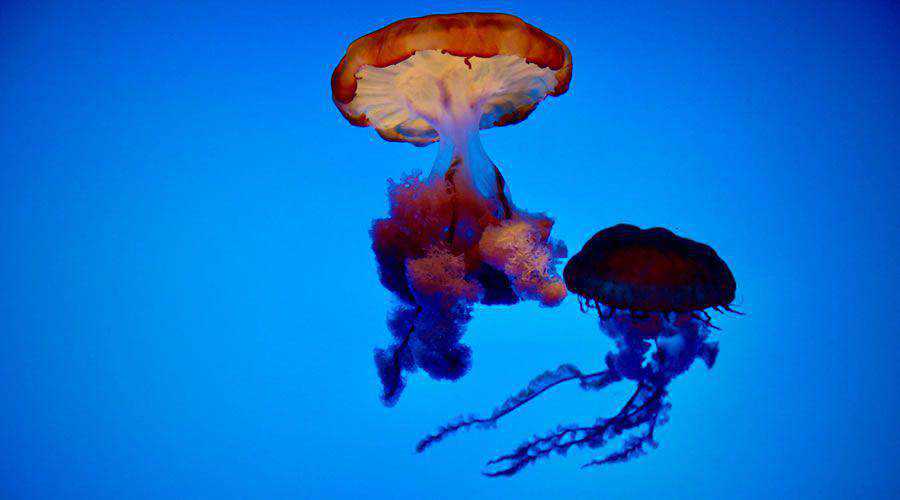 Jellyfish in Shanghai Ocean Aquarium desktop wallpaper hd 4k high-resolution