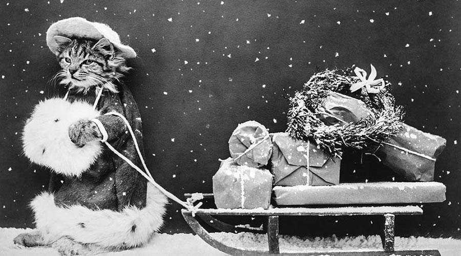 Vintage Santa Cat Photo christmas hd wallpaper desktop high-resolution background