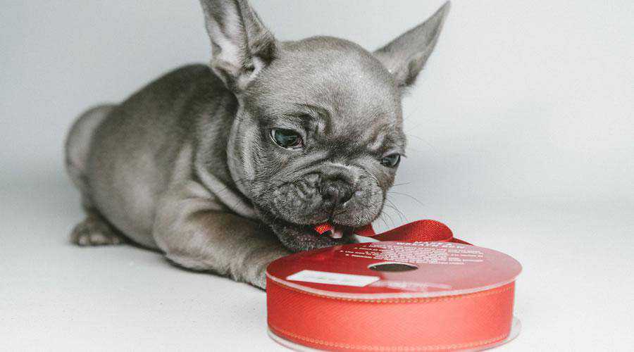 Puppy Playing with Christmas Ribbon hd wallpaper desktop high-resolution background