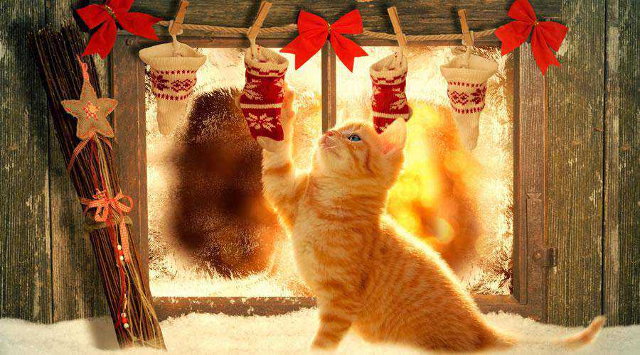 Cat Christmas Stockings hd wallpaper desktop high-resolution background