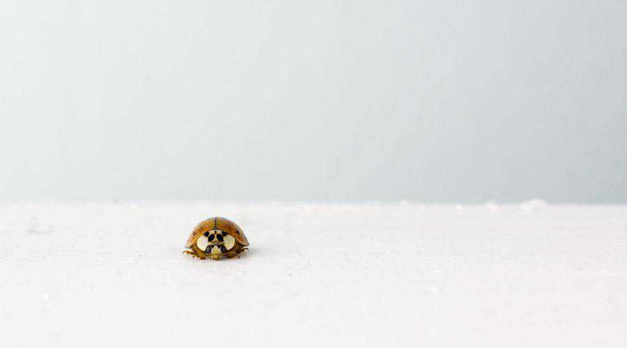 Small Isolated Ladybug minimal minimalistic desktop wallpaper hd 4k high-resolution