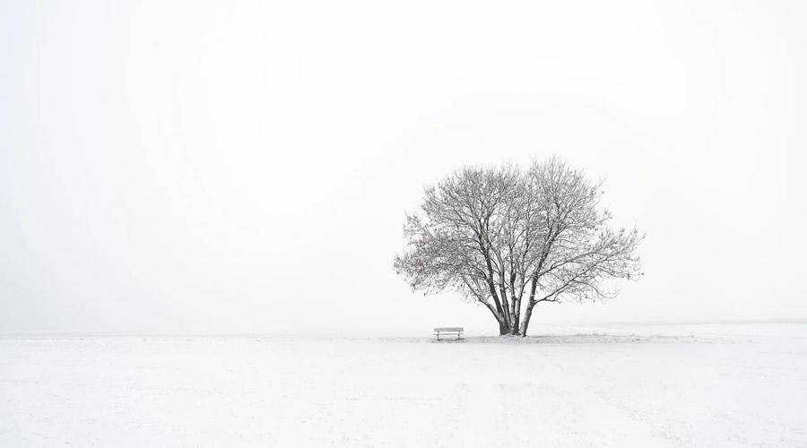 Barren Tree in Winter minimal minimalistic desktop wallpaper hd 4k high-resolution