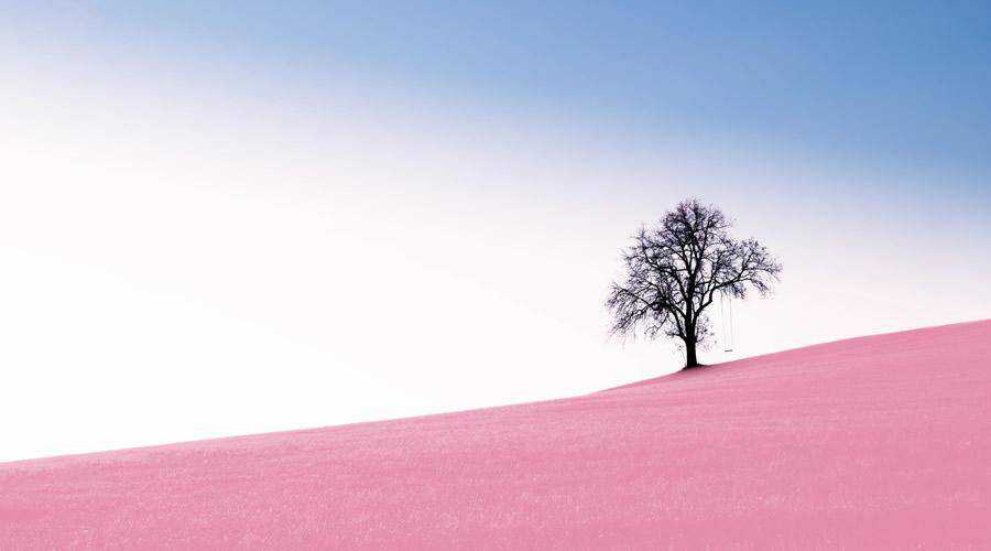 Tree on Pink Grass minimal minimalistic desktop wallpaper hd 4k high-resolution