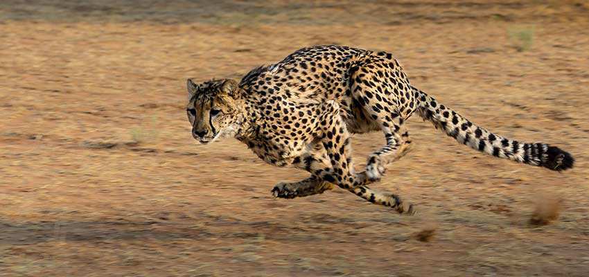 A racing cheetah.