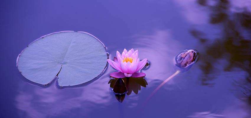 A lotus flower in a body of water.